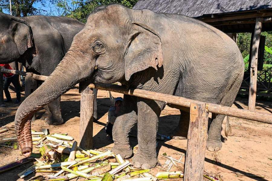 Tips for visiting Elephant Village Sanctuary