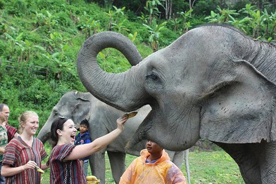 Elephants feeding 