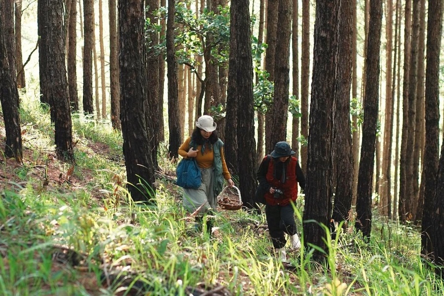 During the walk, guides often provide helpful insights on how to identify mushrooms