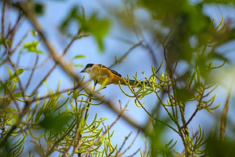 A bird is finding food under a blossomed Cha tree