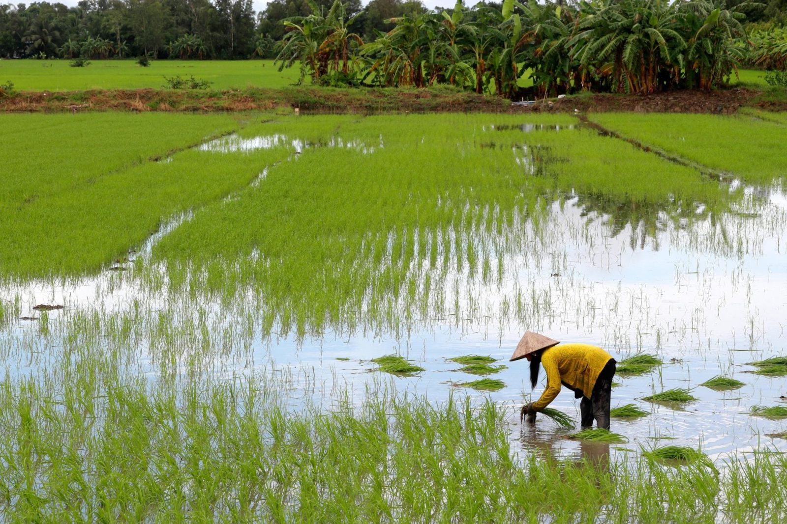 The New Year celebration originated from the agricultural lifestyles of early communities