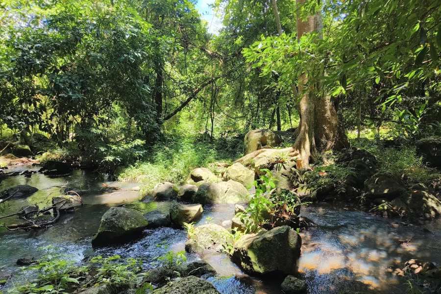 forests of the central highland are stunning