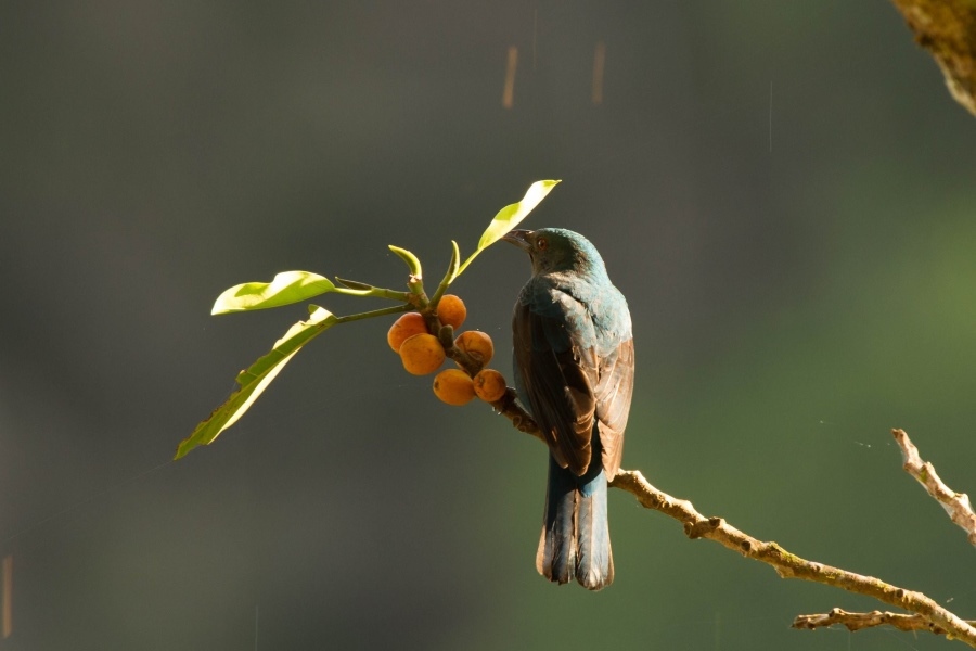 The Gibbon Experience, covering 136,000 hectares of mixed deciduous forest