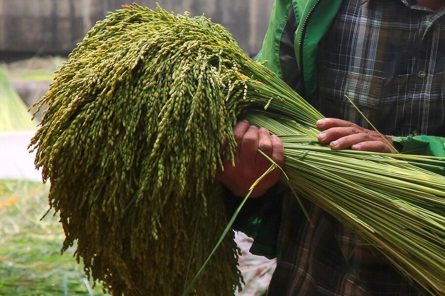 Harvested young sticky rice. Photo: Dan tri