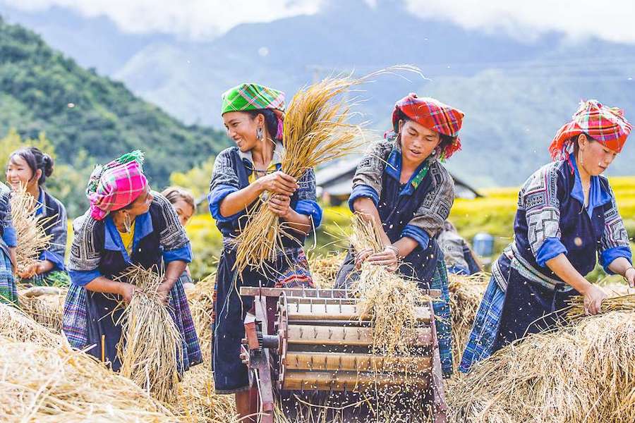 People harvest rice in Autumn - Photo: localvietnam