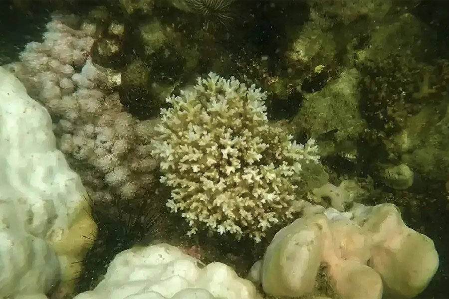 Coral Reef in Hat Chao Mai National Park