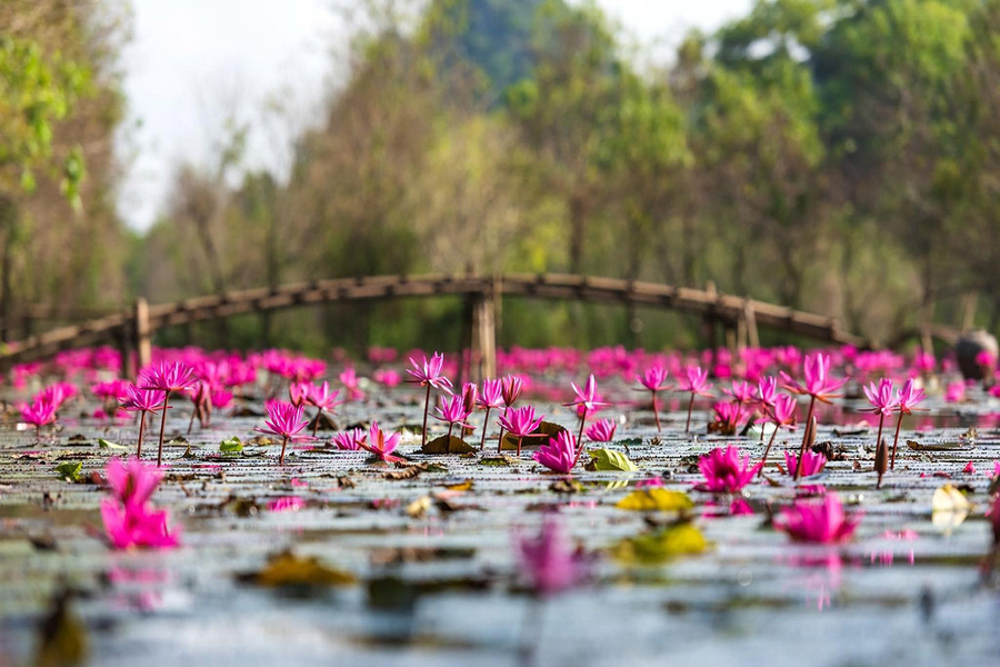 The poetic beauty of Yen Stream in the water lily season. Source: Truyen hinh Ha Nam