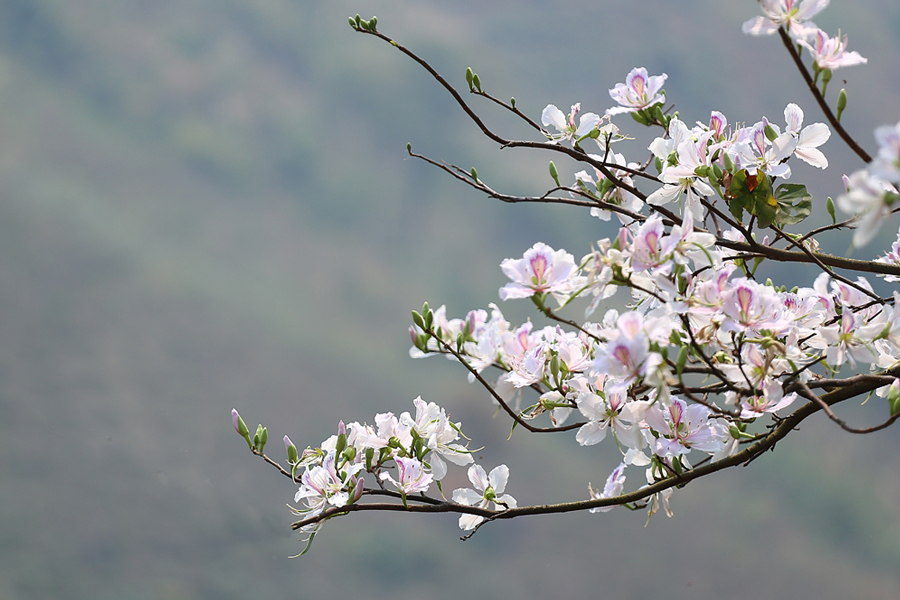 Bauhinia flowers