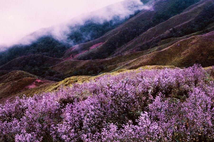 The view of those purple dyed hills is exactly like the view of Europe's violet meadows