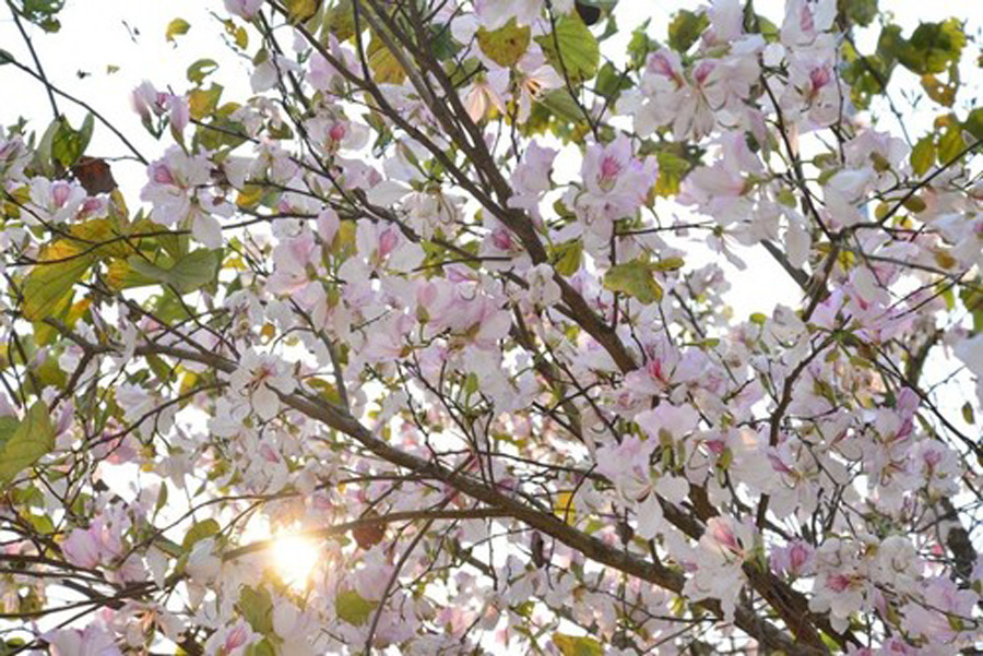 Cultural Significance of the Bauhinia Flower