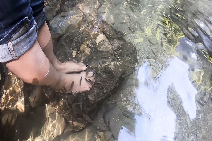 Let a school of fish “eat” your feet is a way to relieve stress