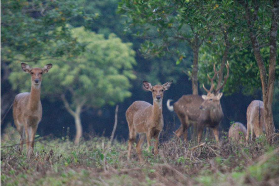 Deers in Cuc Phuong National Park. Source: Thanh Nien Newspaper