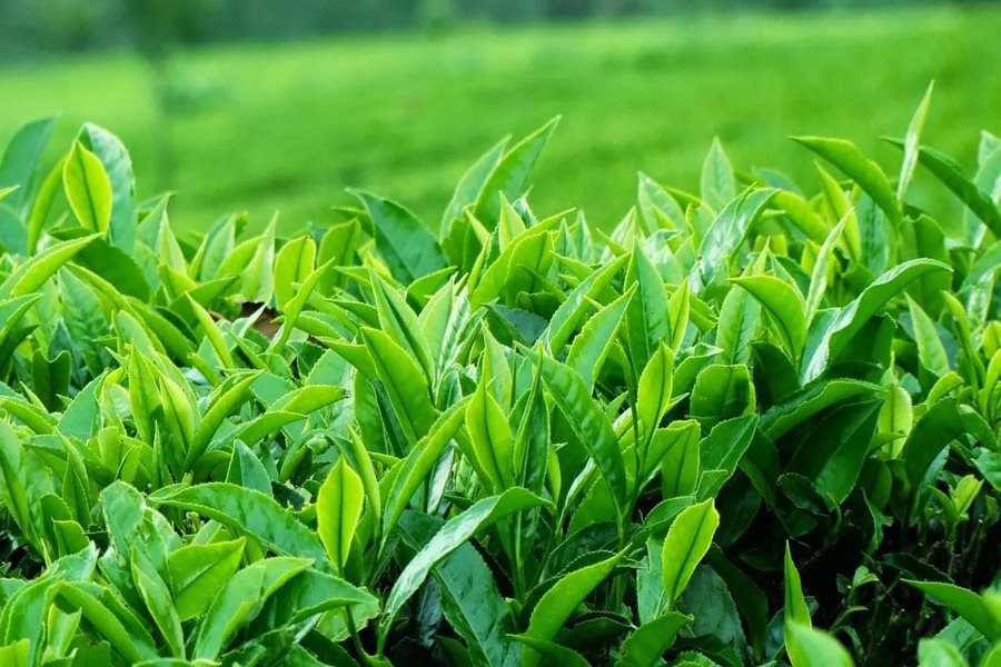 Tan Cuong tea leaves