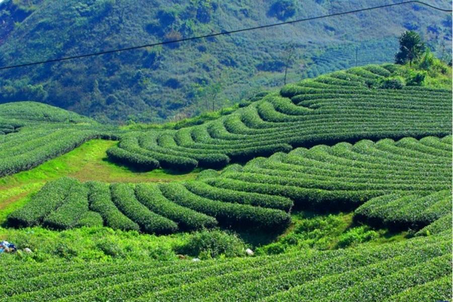 Visitors can see green tea hills from afar