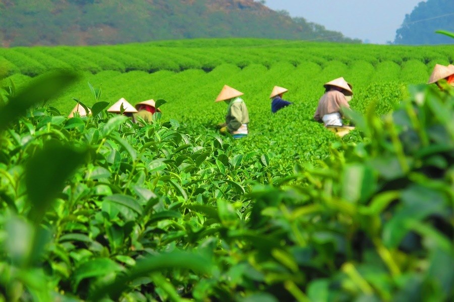 Farmers are picking tea leaves. Source: Dealtoday