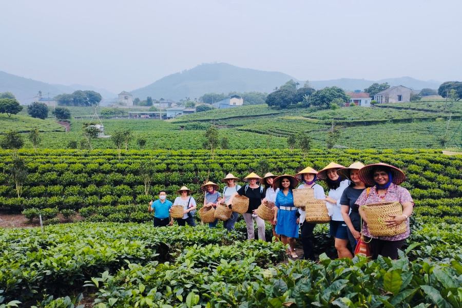 You can be a tea harvester as well! Source: Mythainguyen