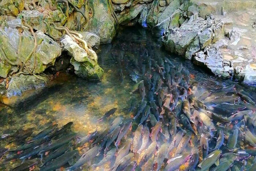 Hundreds of fish gathered in a small stream