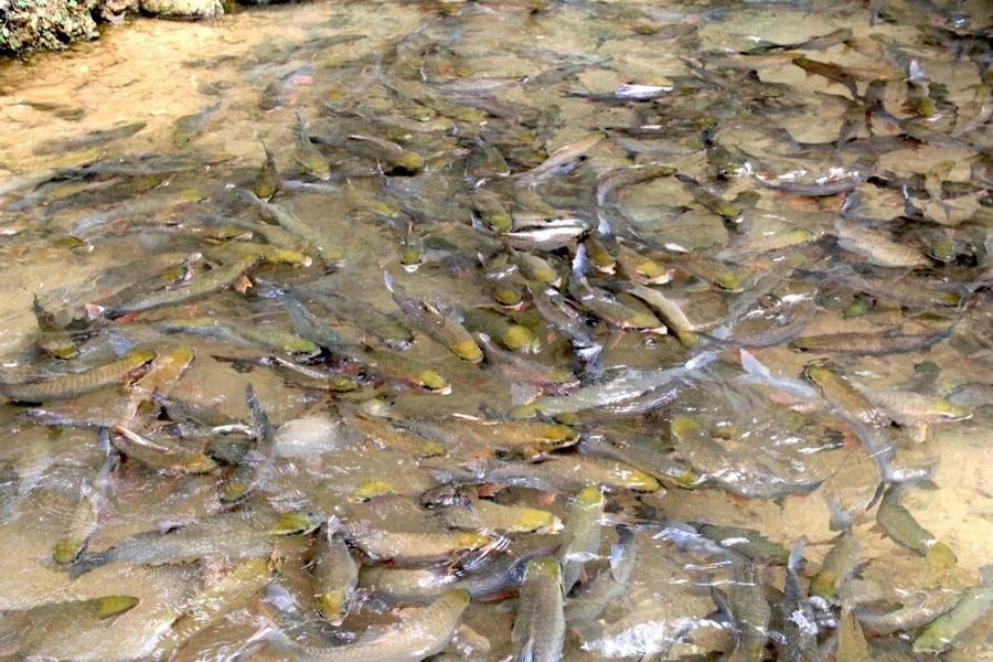 Shimmering fishes in the clear water