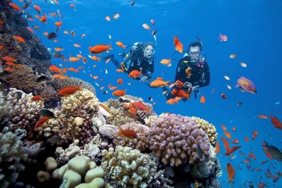 A whole marine ecosystem under the Vung Ro sea. Source: Savaco Tourist