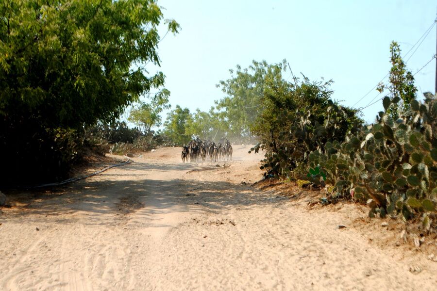 Rows of trees on both sides on the road to Nam Cuong Sand Dune