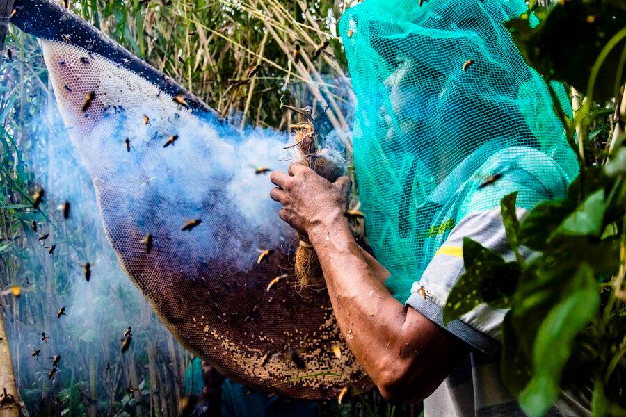 U Minh Ha beekeeper’s skillful honey collection movements. Source: Doanh nghiep va Tiep thi Magazine