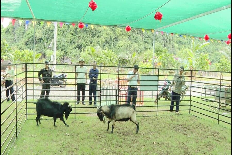 Goat is the symbolic animal of Ninh Binh Province. Source: Ninhbinhtv