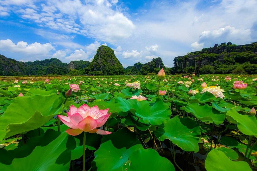 Ninh Binh boundless lotus pond