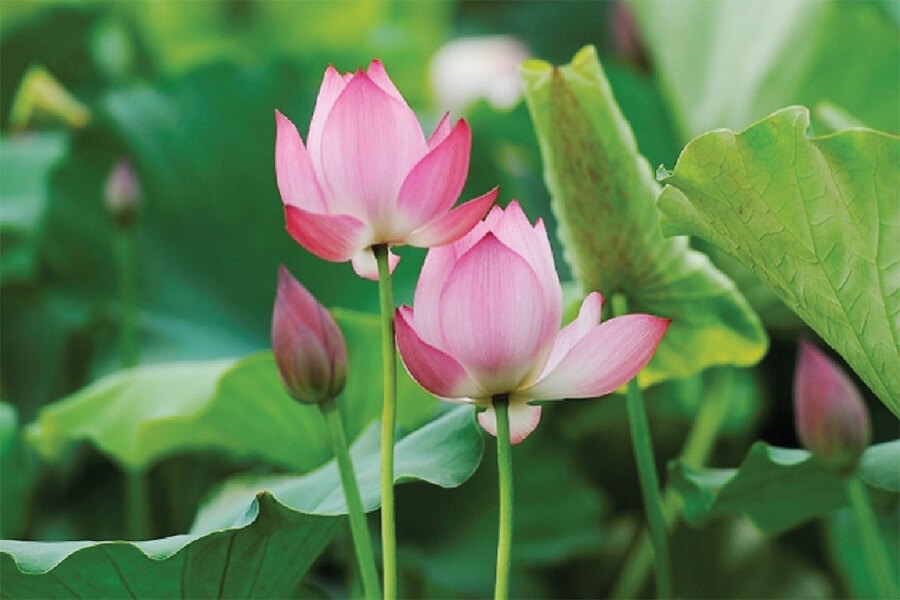 Lotus flowers budding in the early morning