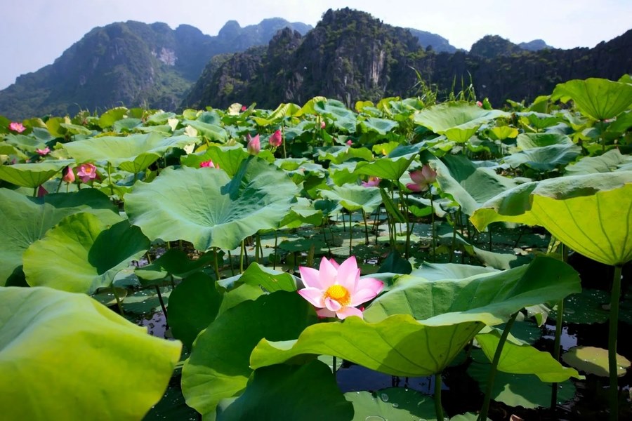 Lotus covers Van Long Lagoon