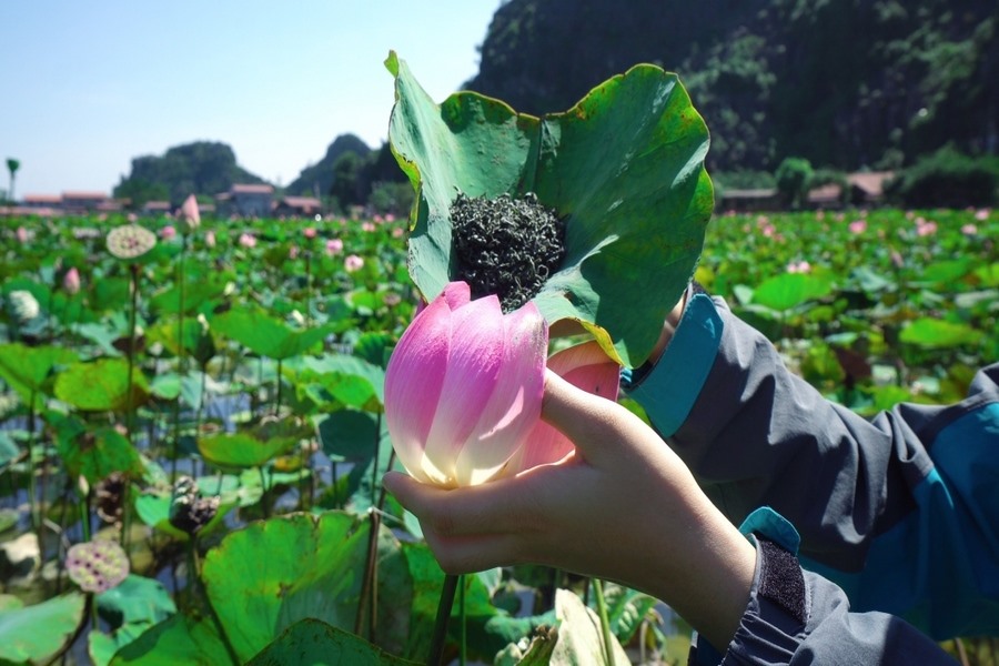 Dried tea leaves infused with the lotus fragrance