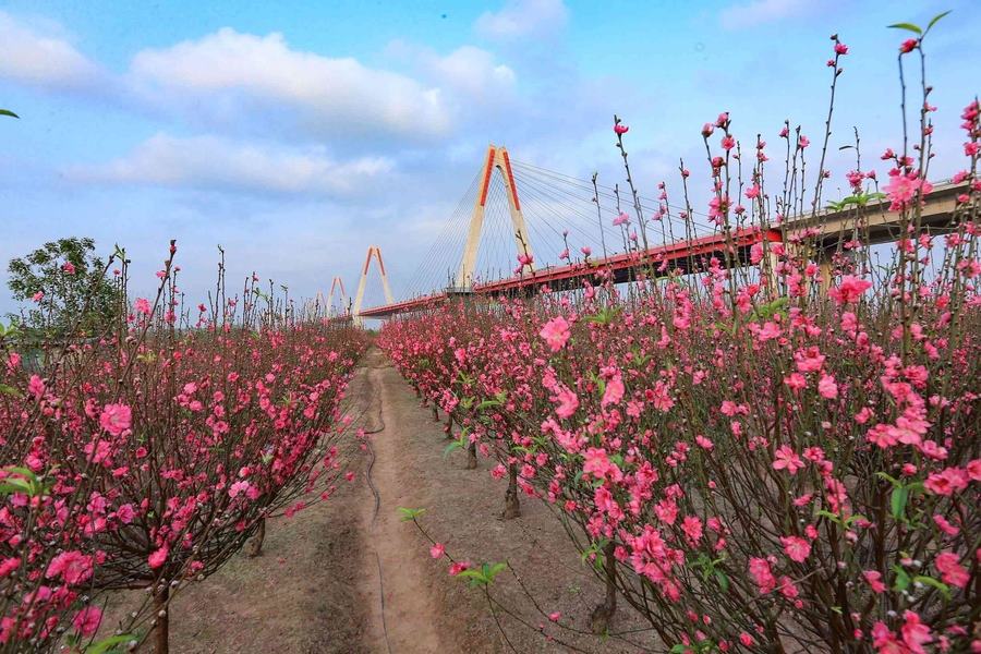 Nhat Tan peach blossoms garden in Hanoi