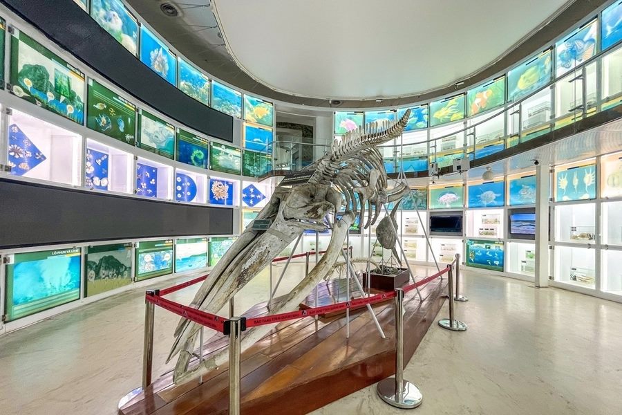 20-meter whale skeletons displayed on 1st floor