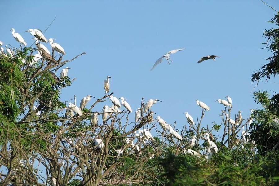 Storks gather here to feed and breed