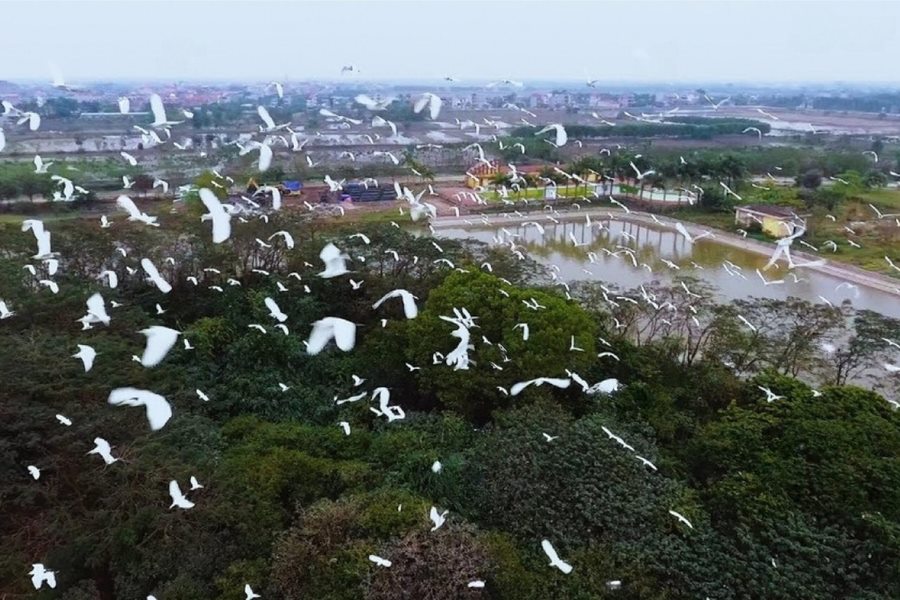 White storks flying over fields recall a Northern Vietnamese village