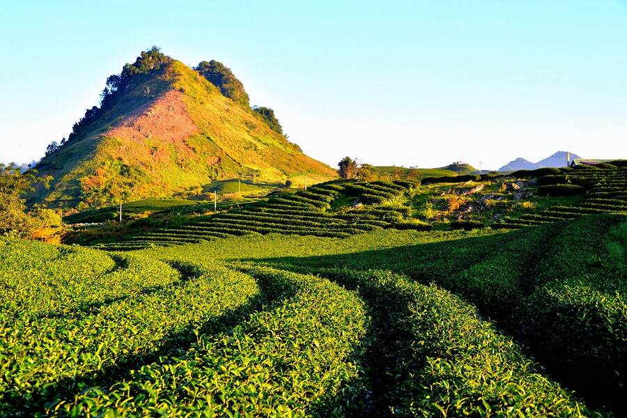 Breathtaking tea hills scene in Moc Chau Farm Town