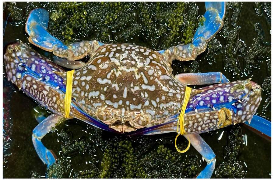 Blue crabs have a slender shape, white spots on their bodies and blue legs