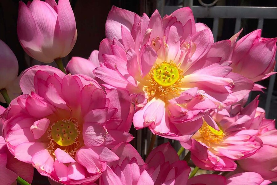 Bach Diep lotus blooms in hundred petals