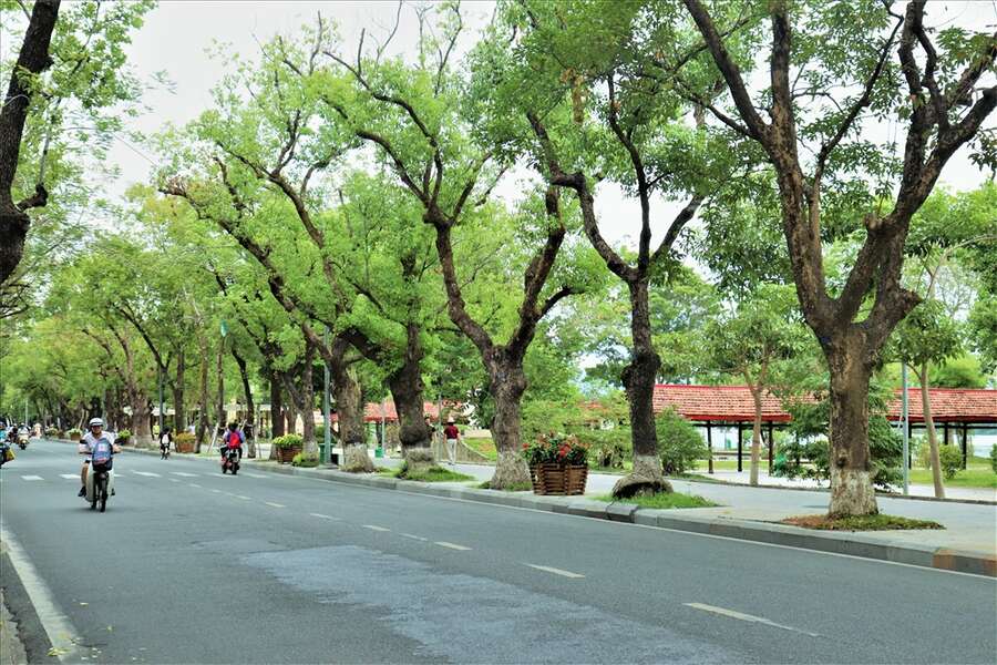 Tree-lined street in Hue