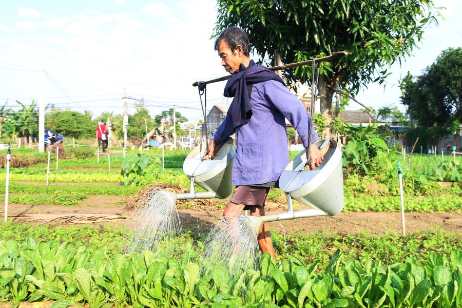Tra Que farmers still water the vegetables by hand. Source: Thanh Nien