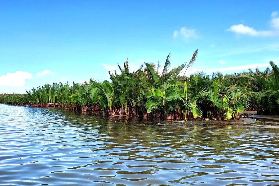 Coconut palms growing densely along the riverbank