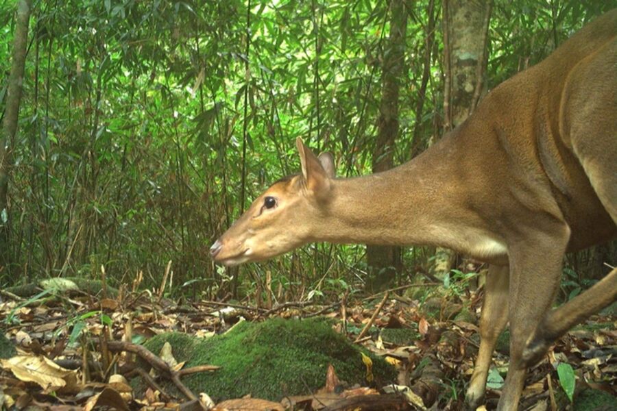 A muntjac species in Vu Quang National Park