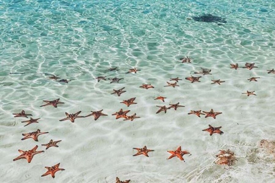 Starfish paradise at Sao Beach, Phu Quoc