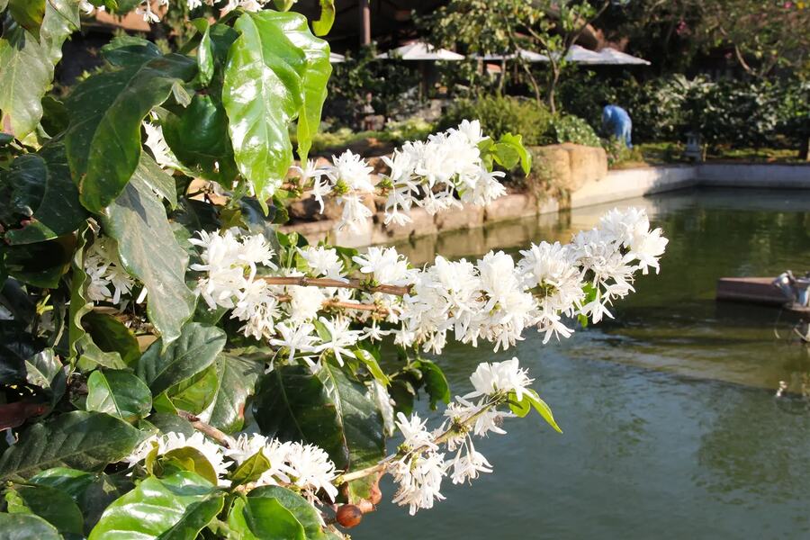 Blooming coffee flowers in Trung Nguyen Garden