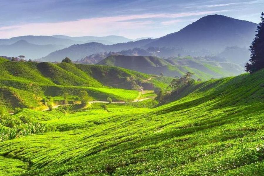 Cameron Highlands best time to visit