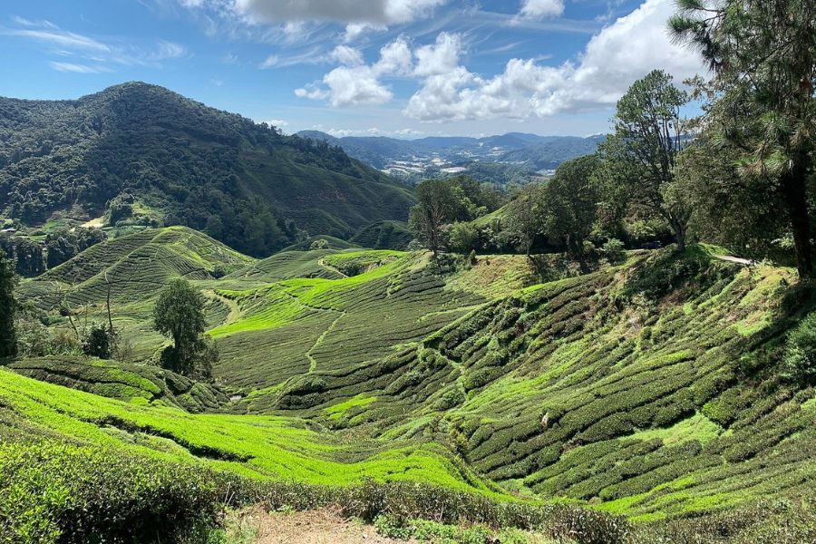 Fresh grean tea Cameron Highlands