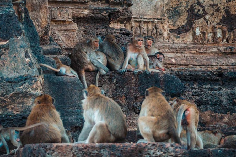 best time to visit Lopburi 