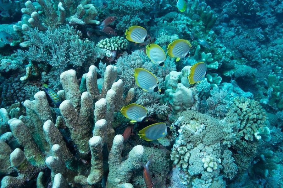 Photo taken while diving at Layang- Layang