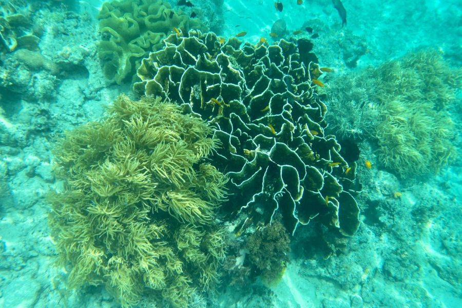 Marine life in Semporna Archipelago