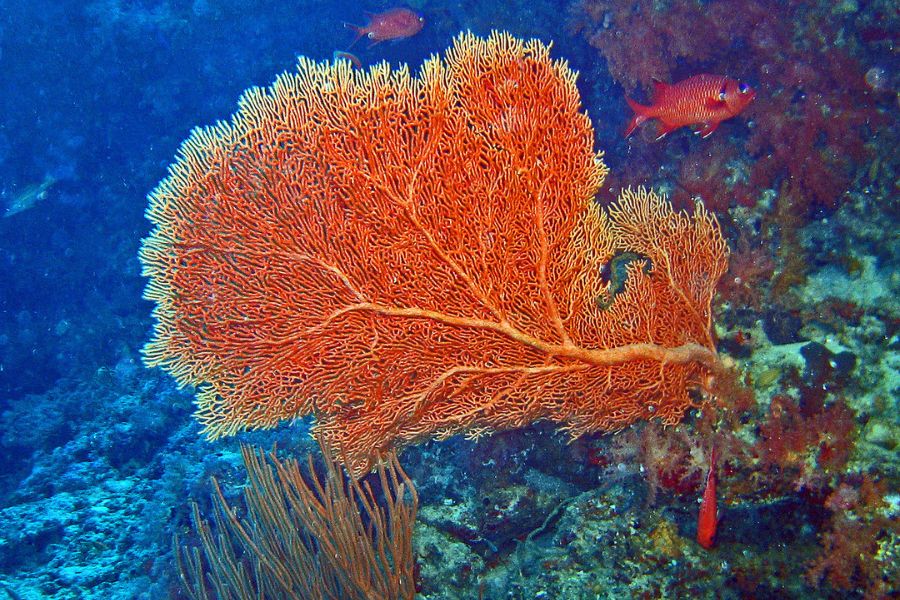  Coral Reef under the sea