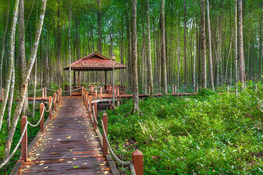 Mangrove Forest Reserve